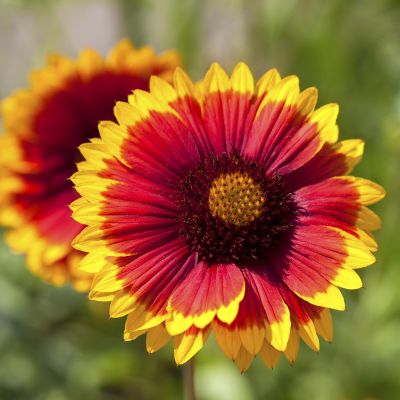 Kokardenblume 'Kobold' Kokardenblume 'Kobold'