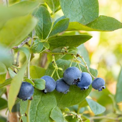 Heidelbeere 'Bluejay' Heidelbeere 'Bluejay'