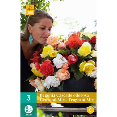 Duftende Kaskadenbegonie 'Fragrant Mix', 3 Stück Duftende Kaskadenbegonie 'Fragrant Mix', 3 Stück