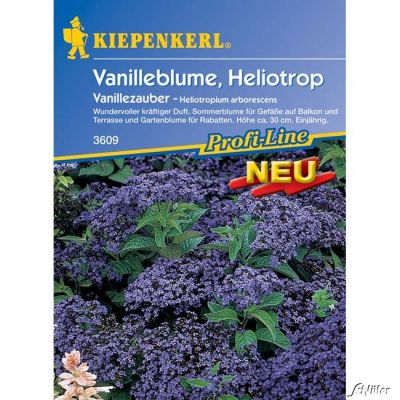 Vanilleblume 'Vanillezauber'
