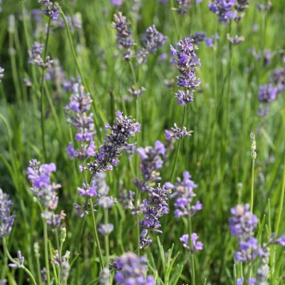 Lavendel 'Munstead'