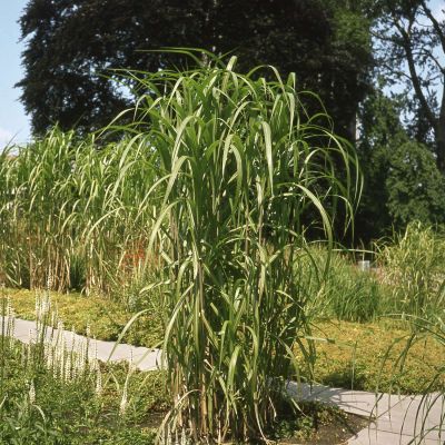 Riesen-Chinaschilf Riesen-Chinaschilf