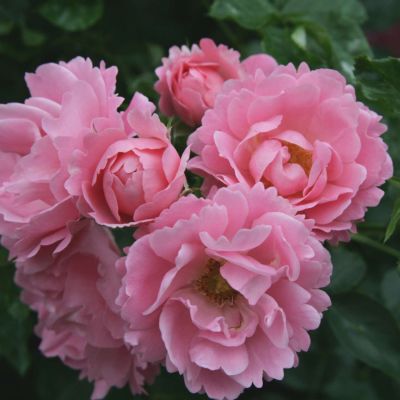 Bodendeckerrose 'Sommerwind®' Bodendeckerrose 'Sommerwind®'