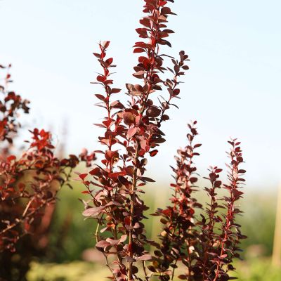 Berberitze 'Summer Chocolate' Berberitze 'Summer Chocolate'