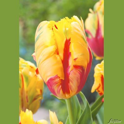 Papageien-Tulpe 'Texas Flame' - 7 Stück Papageien-Tulpe 'Texas Flame' - 7 Stück