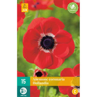 Garten-Anemone 'Hollandia' - 15 Stück Garten-Anemone 'Hollandia' - 15 Stück