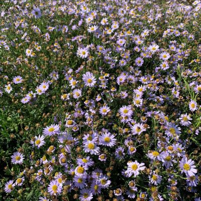 Myrten-Aster 'Lovely'