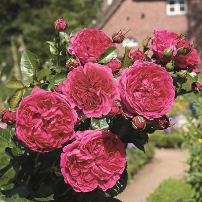 Nostalgische Strauchrose 'Soul®'  -  ADR-Rose Nostalgische Strauchrose 'Soul®'  -  ADR-Rose