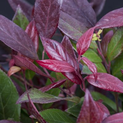 Traubenmyrthe 'Scarletta®' Traubenmyrthe 'Scarletta®'