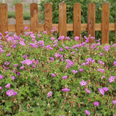 Storchschnabel 'Kelly Anne' Storchschnabel 'Kelly Anne'