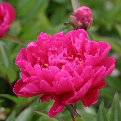 Pfingstrose 'Karl Rosenfield'