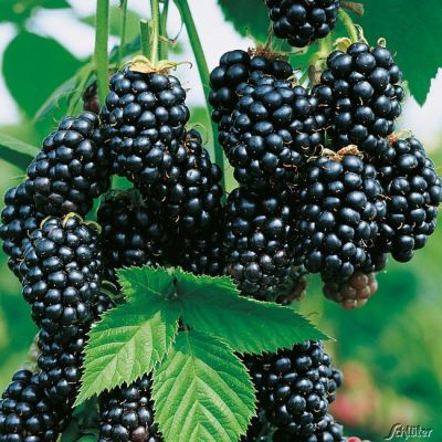 Brombeere 'Kiowa' Brombeere 'Kiowa'