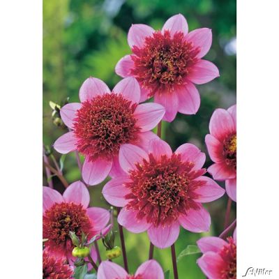 Anemonen-Dahlie 'The Phantom' - 1 Stück