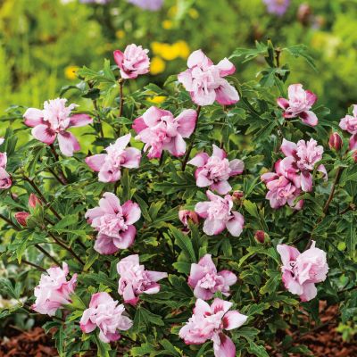 Hibiscus 'Leopoldii'