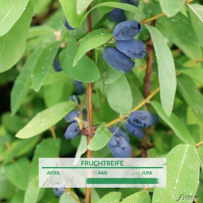 Sibirische Blaubeere 'MyBerry® Sweet' - Honigbeere