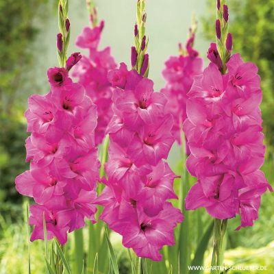 Gladiole 'Fidelio' - 10 Stück