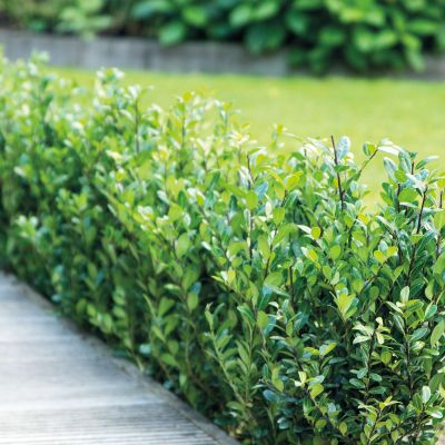 Ilex 'Robustico' Ilex 'Robustico'