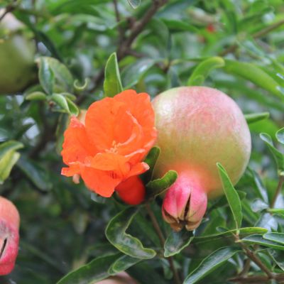 Granatapfel 'Favorite'