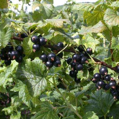 Schwarze Johannisbeere 'Dr. Bauer's Ometa' Schwarze Johannisbeere 'Dr. Bauer's Ometa'