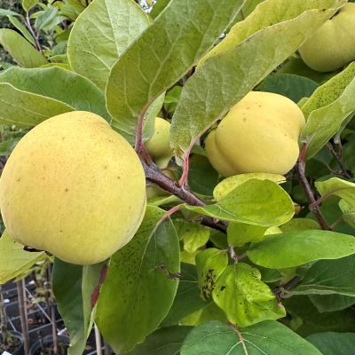 Apfelquitte'Konstantinopeler Apfelquitte' Apfelquitte'Konstantinopeler Apfelquitte'