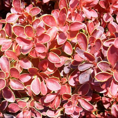 Berberitze 'Admiral'