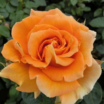 Beetrose 'Goldelse®' Beetrose 'Goldelse®'