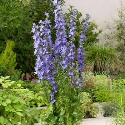 Pyramiden-Glockenblume Pyramiden-Glockenblume