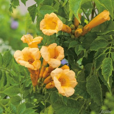 Trompetenblume 'Flava' Trompetenblume 'Flava'