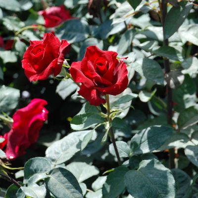 Duft-Edelrose 'Erotika®' Duft-Edelrose 'Erotika®'