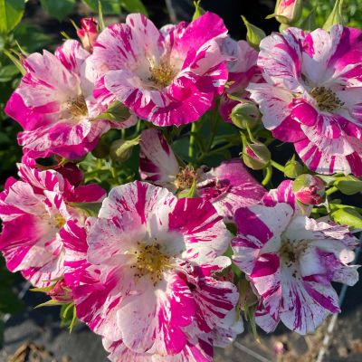 Kletterrose 'Purple Splash®/Oh Wow®' Kletterrose 'Purple Splash®/Oh Wow®'