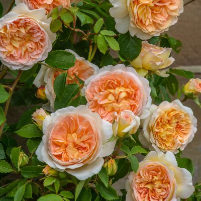David-Austin-Rose 'Bathsheba®' David-Austin-Rose 'Bathsheba®'