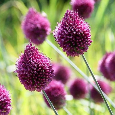 Allium sphaerocephalon 'Bicolor' (Kugellauch) Allium sphaerocephalon 'Bicolor' (Kugellauch)
