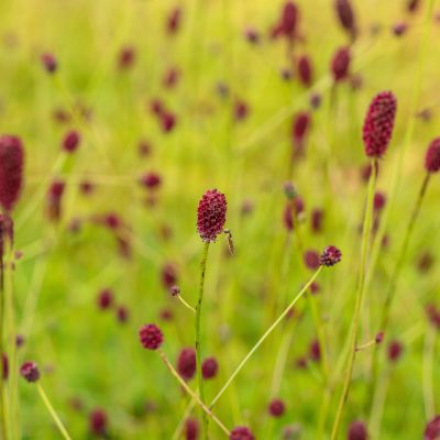 Purpur-Wiesenknopf 'Tanna' Purpur-Wiesenknopf 'Tanna'