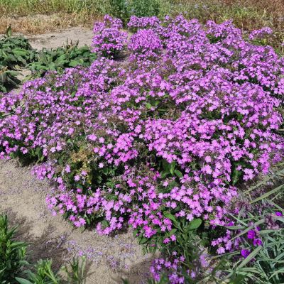 Edelphlox 'Queen Paola' Edelphlox 'Queen Paola'