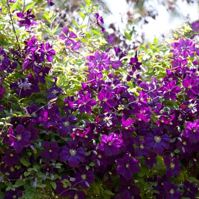 Clematis 'Etoile Violette' Clematis 'Etoile Violette'