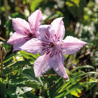 Clematis 'John Paul II' Clematis 'John Paul II'