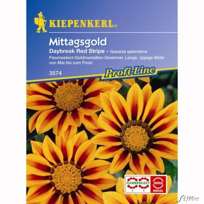 Mittagsgold 'Daybreak Red Stripe'