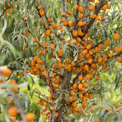 Sanddorn weiblich 'Frugana' Sanddorn weiblich 'Frugana'