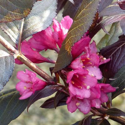 Zwerg-Weigelie 'Minor Black®'