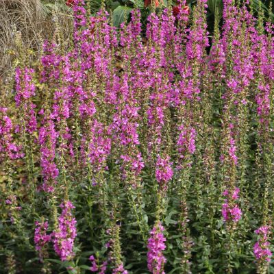 Garten-Zwerg-Weiderich 'Little Robert' Garten-Zwerg-Weiderich 'Little Robert'