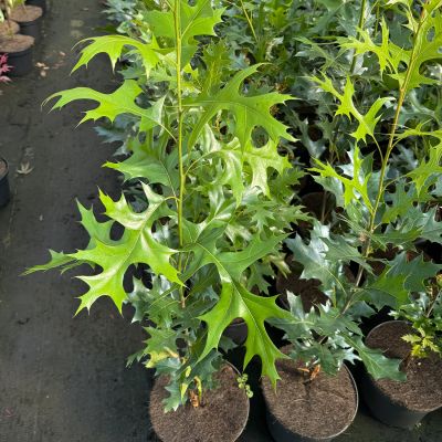 Sumpf-Eiche 'Green Pillar'