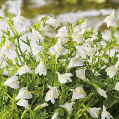 Weißes Lippenmäulchen Weißes Lippenmäulchen