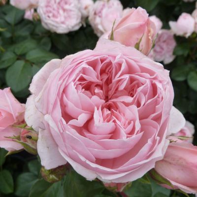 Nostalgische Strauchrose 'Cinderella®' Nostalgische Strauchrose 'Cinderella®'