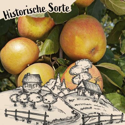 Winterapfel 'Mecklenburger Königsapfel'