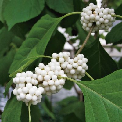 Japanische Schönfrucht 'Leucocarpa' Japanische Schönfrucht 'Leucocarpa'