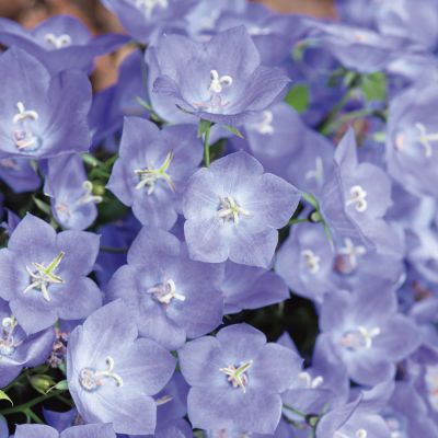 Blaue-Zwergglockenblume Blaue-Zwergglockenblume