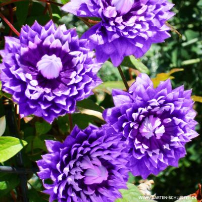 Clematis 'Kokonoe' Clematis 'Kokonoe'