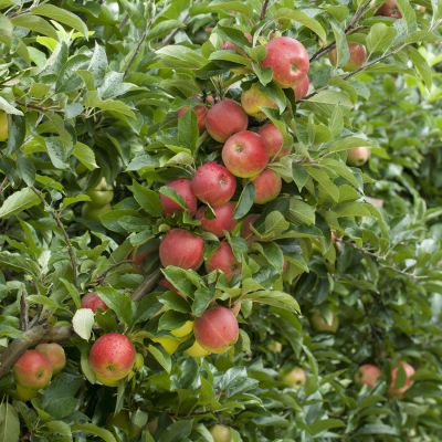 Apfel 'Elstar®' Apfel 'Elstar®'