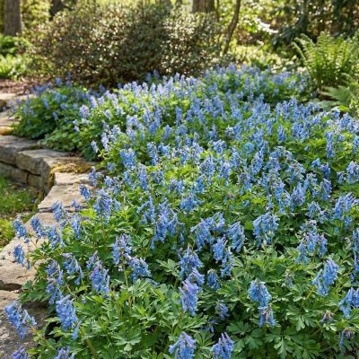 Blauer Lerchensporn