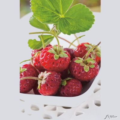 Erdbeere 'Mieze Schindler®' Hummi Erdbeere 'Mieze Schindler®' Hummi